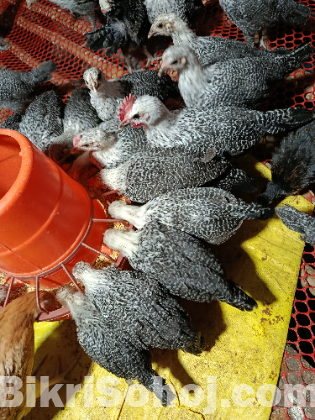 পাওমি মুরগি